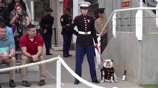 USMC Parris Island Graduation March 8 2019 [upl. by Yadrahc]