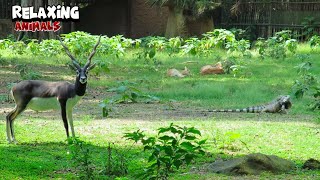 Blackbuck Chilling With Iguana [upl. by Goldberg479]