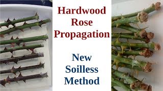 Hardwood Rose Propagation New Soilless Method [upl. by Oiratno]