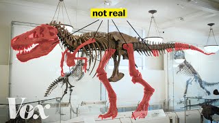 How scientists solved this dinosaur puzzle [upl. by Tresa]