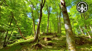 Spring mountain forest Relaxing birdsong for relaxation meditation and sleep [upl. by Fleisig]