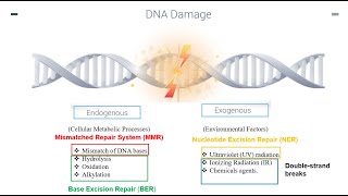 DNA Repair Mechanisms Part 1 [upl. by Tabbatha]