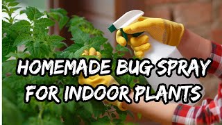 Homemade Bug Spray for Indoor Plants  HOW TO [upl. by Amlez]