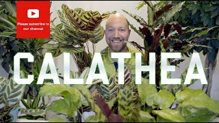 All you need to know about Calathea [upl. by Bohrer]