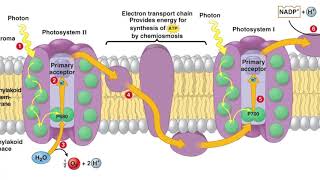 Photochemical and biosynthetic phases  Photosystem I and II [upl. by Hanafee]