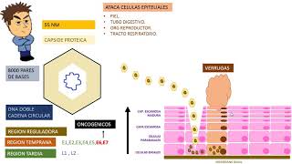 Papovavirus PAPILOMA [upl. by Meadow]