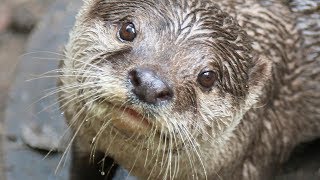 Otterly Brilliant Training Asian SmallClawed Otters [upl. by Graniela]