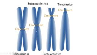 BIOLOGÍA CONCEPTO HAPLOIDE y DIPLOIDE [upl. by Lirret804]