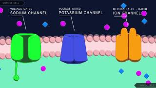 Action Potential in the Neuron [upl. by Meekar]