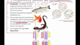 Polyploidy leads to speciation IB Biology [upl. by Kcam397]