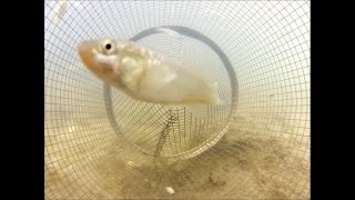 Catching Fish from Inside a Minnow Trap POV [upl. by Airretnahs]