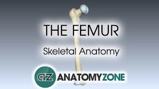 The Femur Skeletal Anatomy [upl. by Chas]