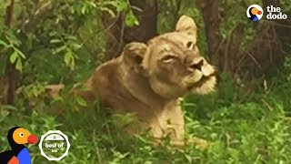 Animals Reunited with Families After So Long Apart  The Dodo [upl. by Charbonnier672]