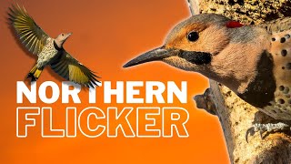 Learn All About the Northern Flicker  Overview [upl. by Jeanna]