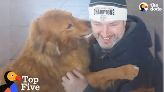 Dogs Reunited With Their Families  The Dodo Top 5 [upl. by Assilem]