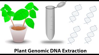 Plant genomic DNA extraction [upl. by Malina]