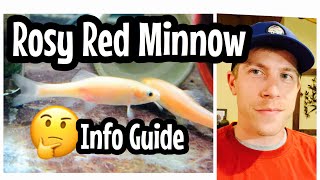 Rosy Red Minnow Care Feeders [upl. by Aciraj]