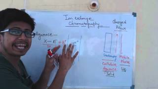 Ion exchange chromatography  cation exchange chromatography and anion exchange chromatography [upl. by Alejo]