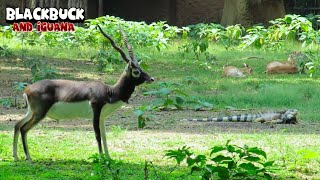 Magnificent Blackbuck Observing The Area [upl. by Donovan751]