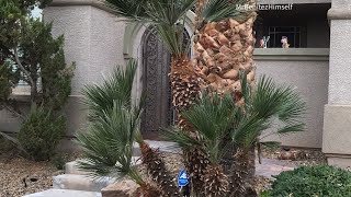 HOW TO TRIM YOUR OWN PALMS Mediterranean Fan Palm [upl. by Leschen]