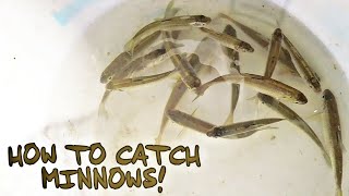 HOW TO CATCH MINNOWS [upl. by Trotta699]