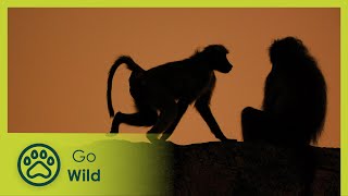 Baboons  Africas Wild Wonders  Go Wild [upl. by Catlaina]