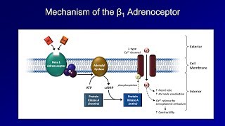 Antiarrhythmics Lesson 3  Beta Blockers [upl. by Anaiq]