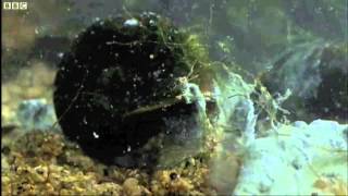 Deformed Frog Parasite Life Cycle  BBC Nature [upl. by Kurtz]