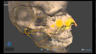 Migraine Pathophysiology  In depth [upl. by Hsatan207]