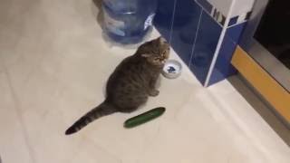 Funny cats scared of cucumbers  cat vs cucumber compilation [upl. by Nils983]