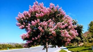 Pink Crape Myrtle Lagerstroemia indica Carlsbad California [upl. by Sezen641]