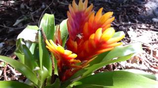 Bromeliad  Vriesea splendens  Flaming Sword  Top 10 Bromeliads HD 21 [upl. by Miah384]