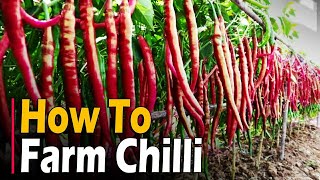 How to farm Chilli  Chilli Farming  Chilli Cultivation  Hot Pepper Farming [upl. by Silecara]