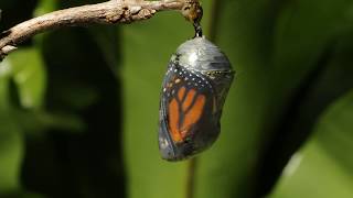 Monarch butterfly emerging time lapse [upl. by Milburt]