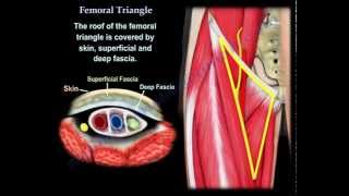 Femoral Triangle  Everything You Need To Know  Dr Nabil Ebraheim [upl. by Dweck]