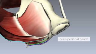 CNA Skills  12  Give the Resident Perineal Care Female Resident [upl. by Garrett]