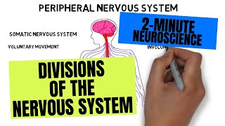 2Minute Neuroscience Divisions of the Nervous System [upl. by Lars635]