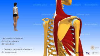 Lépaule antepulsion ou élévation antérieure du bras [upl. by Steffane]
