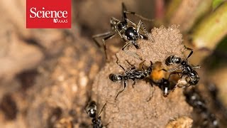 Ants rescue injured comrades from termite battles [upl. by Silda]