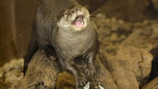 Wild Wednesday Asian Small Clawed Otters [upl. by Notlef]