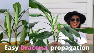 Dracaena Janet Lind pruning and propagation [upl. by Carew266]