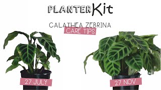 PLANTER KIT  Calathea Zebrina Care Tips and Growth [upl. by Enaud]