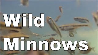 MINNOWS How much did you know [upl. by Isia]