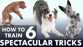 6 Impressive Dog Tricks That Are Easier Than You Think [upl. by Nagaem]