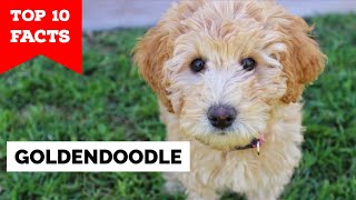 GoldenDoodle  Top 10 Facts [upl. by Layney459]