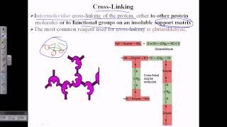 Enzyme cross linking [upl. by Xanthus]