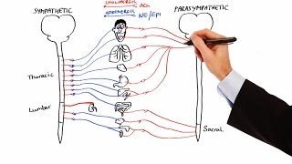 Pharmacology  AUTONOMIC NERVOUS SYSTEM MADE EASY [upl. by Vite]