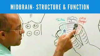 Midbrain  Structure and Function  Neuroanatomy [upl. by Aitnauq452]