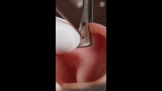 What Getting Your Ear Cartilage Pierced Is Like Up Close shorts [upl. by Rodman]