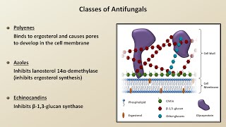 Antifungals Fungal Infections  Lesson 4 [upl. by Notla]